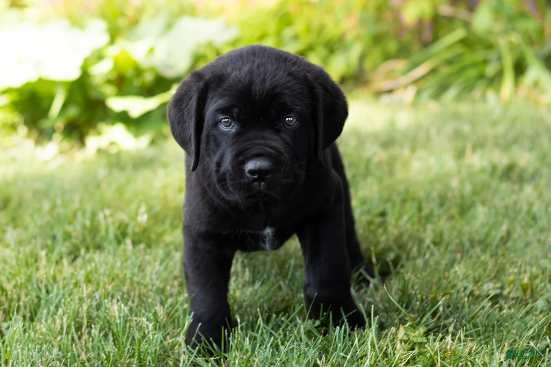 Cane Corso dogs for sale: Monte - Ad 2