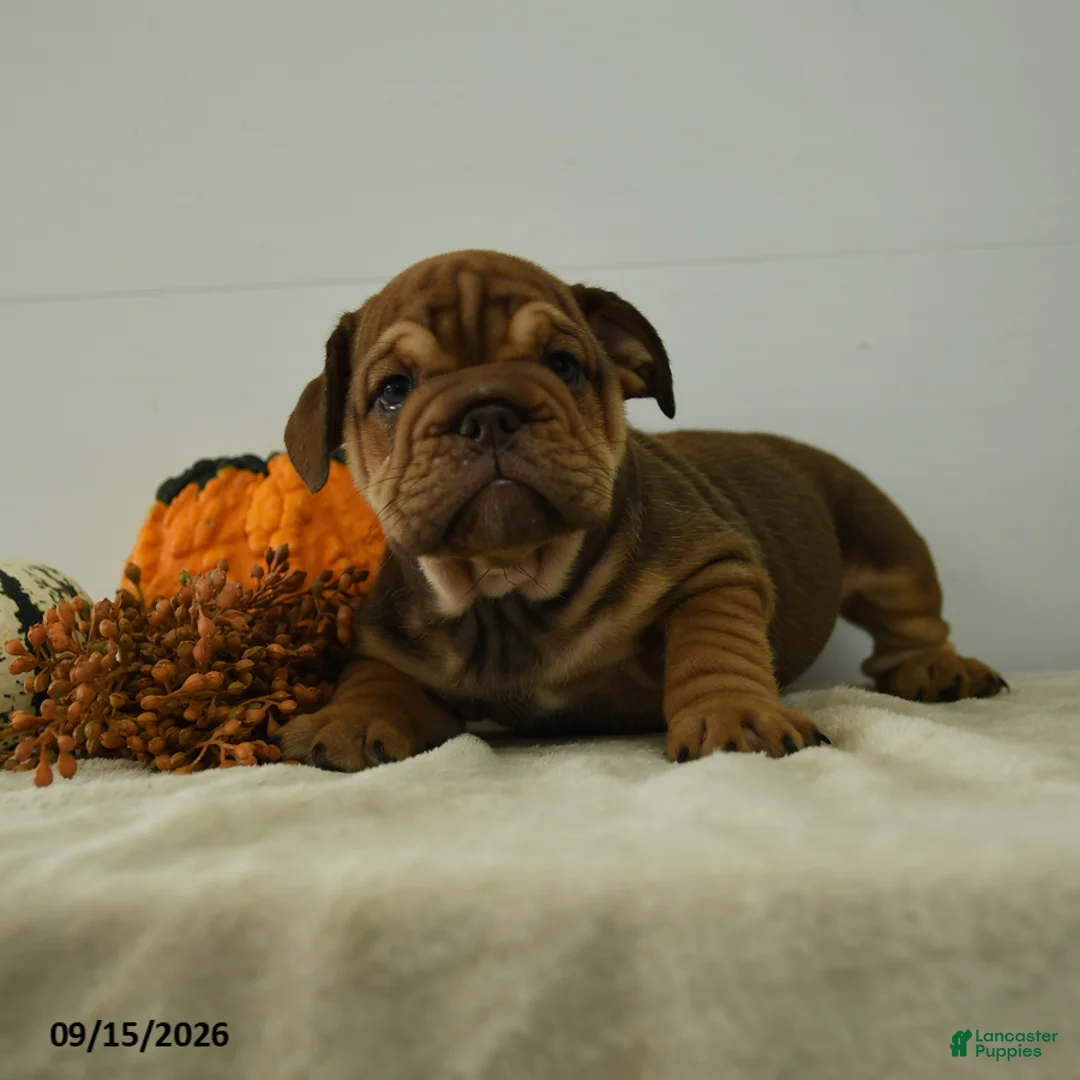 English Bulldog dogs for sale: Lincoln - Ad 2