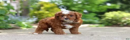 Cavapoo dogs for sale: Theo - Ad 7