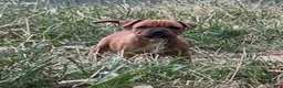 Staffordshire Bull Terrier dogs for sale: Tella - Ad 12