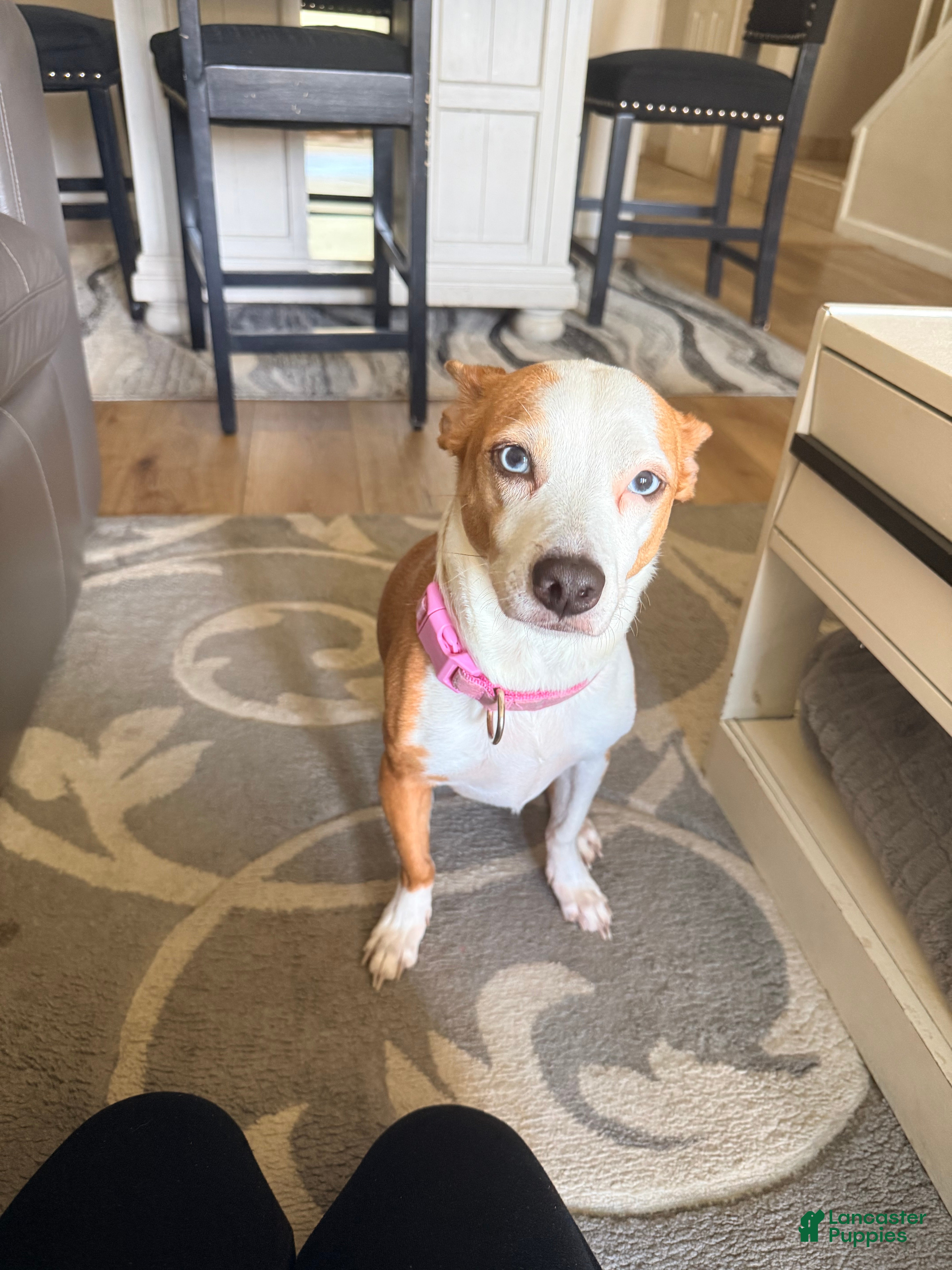 Jack Russell Terrier dogs Jack Russell Terrier 1 - Ad 24