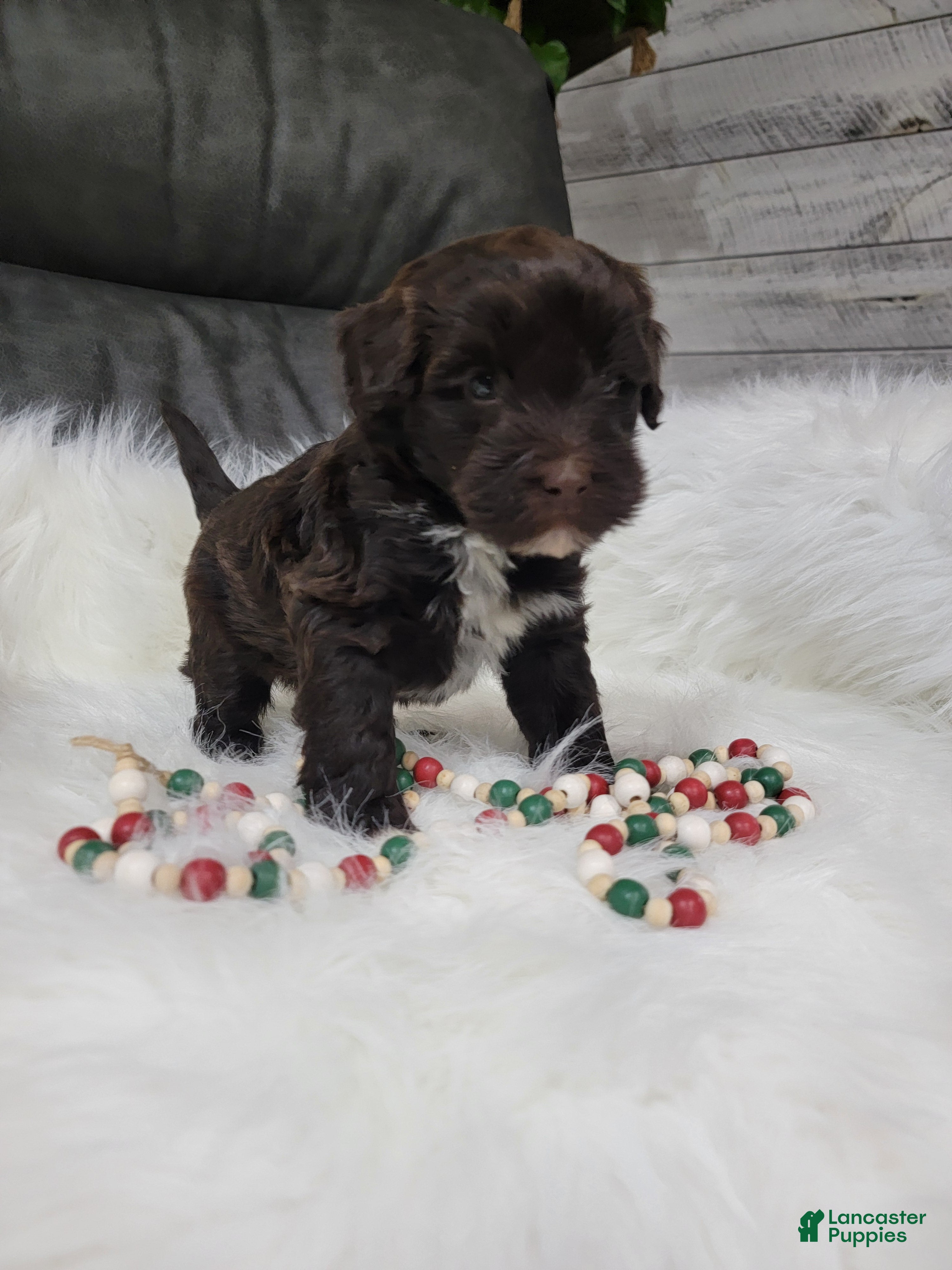 Portuguese Water Dog dogs Vinson - Ad 30