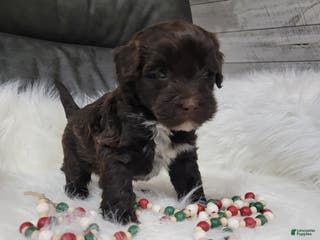 Portuguese Water Dog dogs Vinson - Ad 30