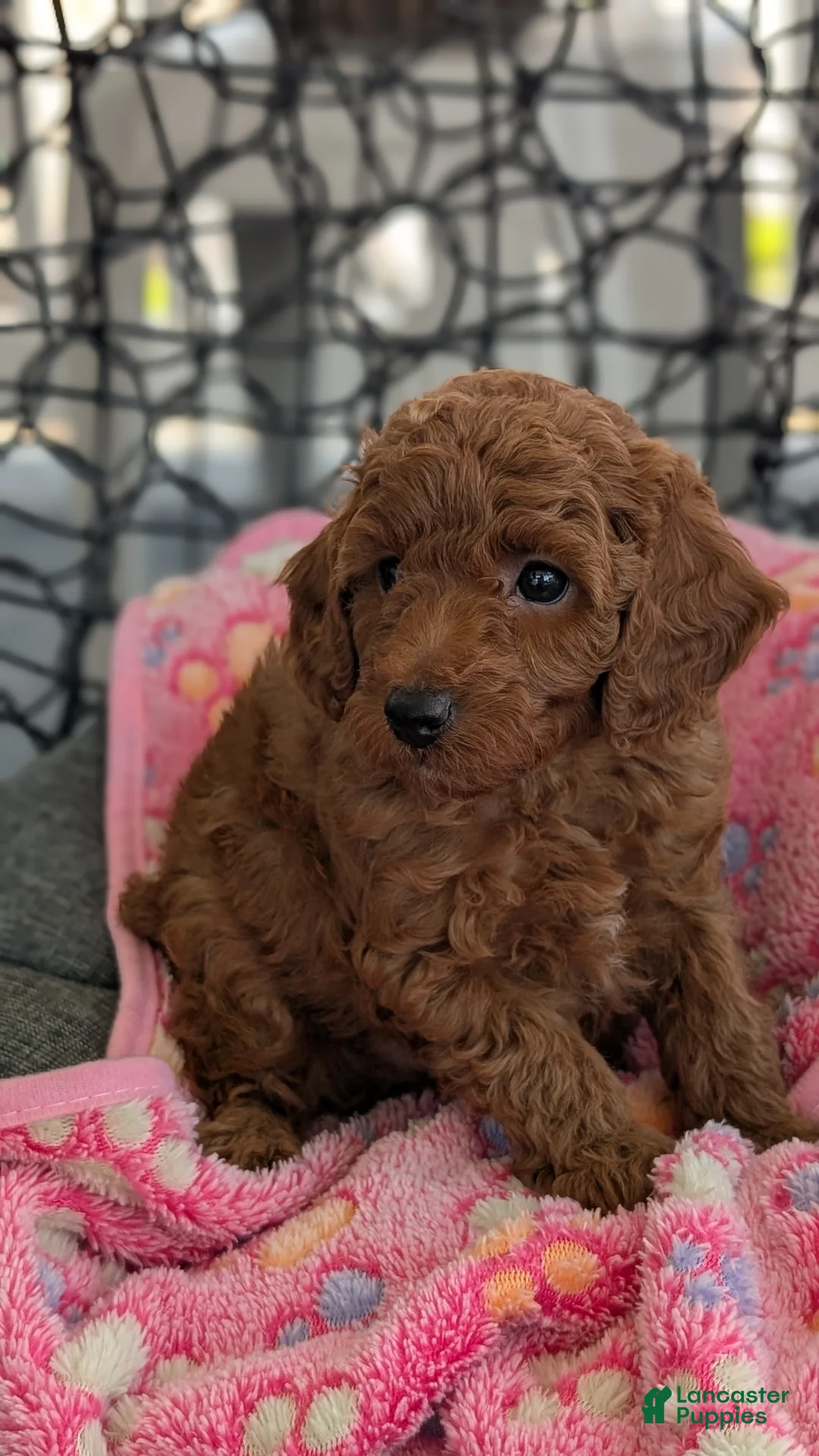 Toy Poodle dogs for sale: Vic - Ad 2