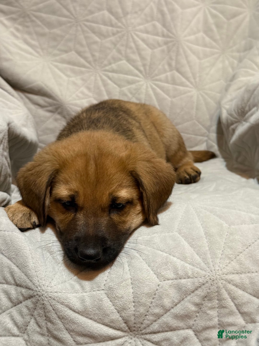 Mixed Breed dogs for sale: Mixed Breed Puppy 3 - Ad 3