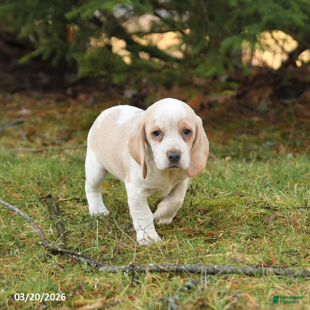 Beagle dogs for sale: Beauty - Ad 3
