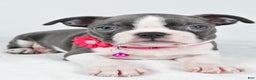 Boston Terrier dogs for sale: Wes - Ad 9