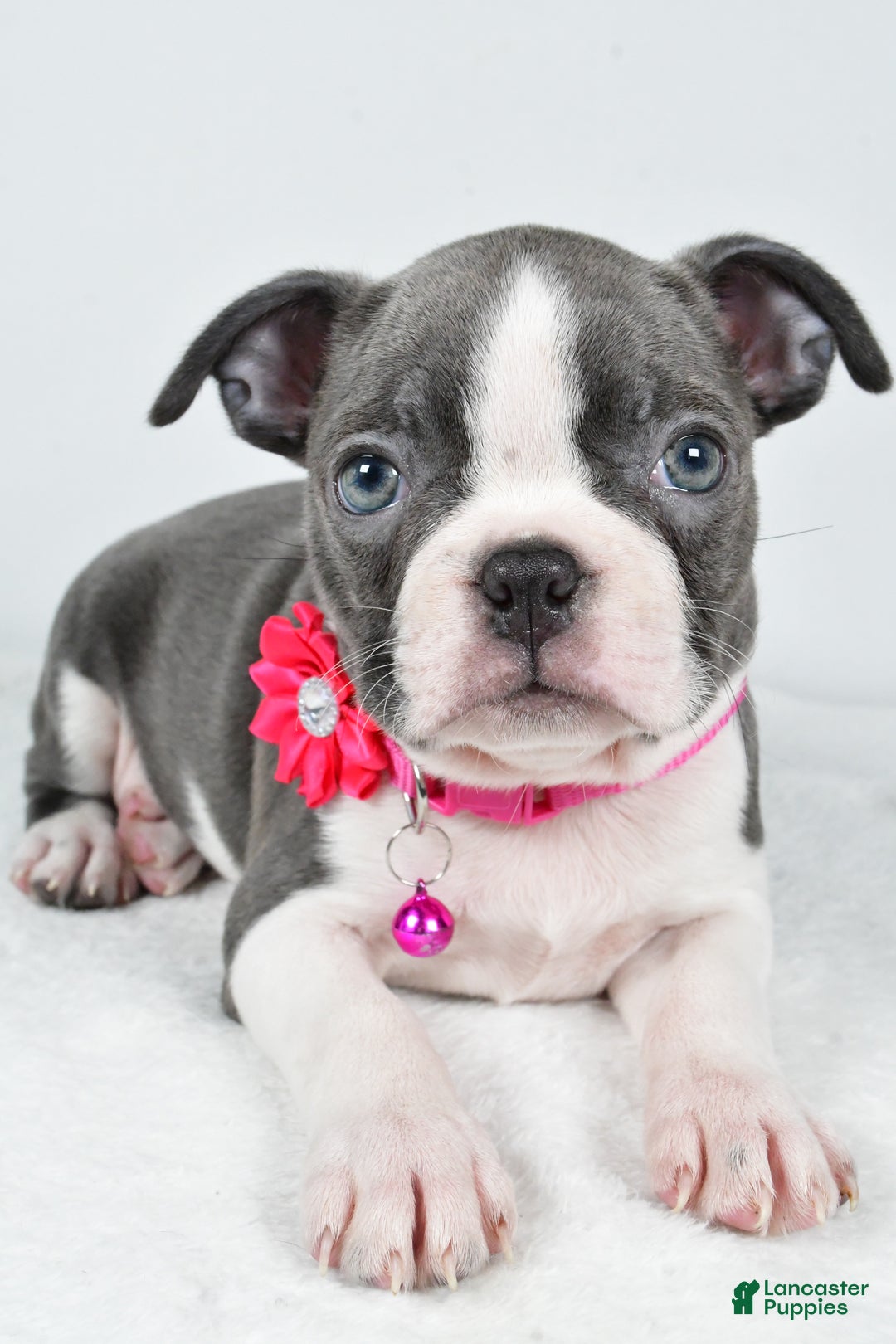 Boston Terrier dogs for sale: Wes - Ad 9