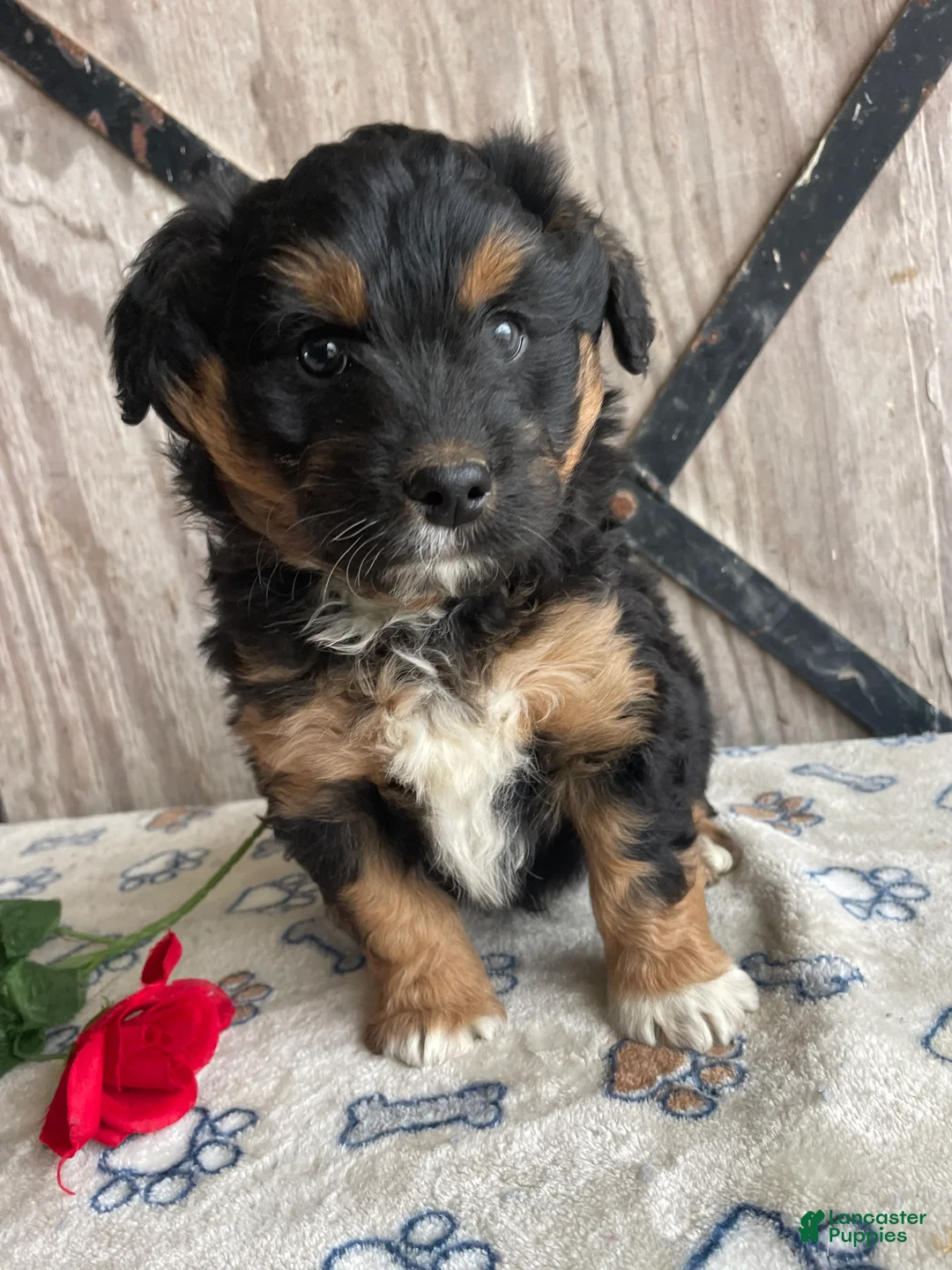 Corgipoo dogs for sale: Sullivan - Ad 1