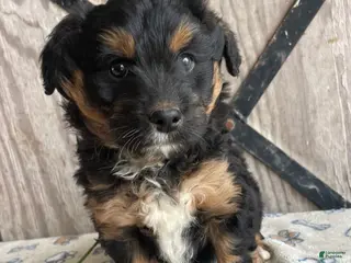 Corgipoo dogs Sullivan - Ad 7