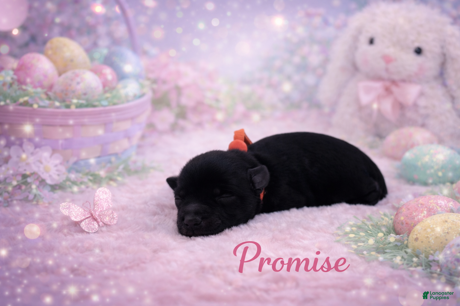Miniature Schnauzer dogs Promise - Ad 1