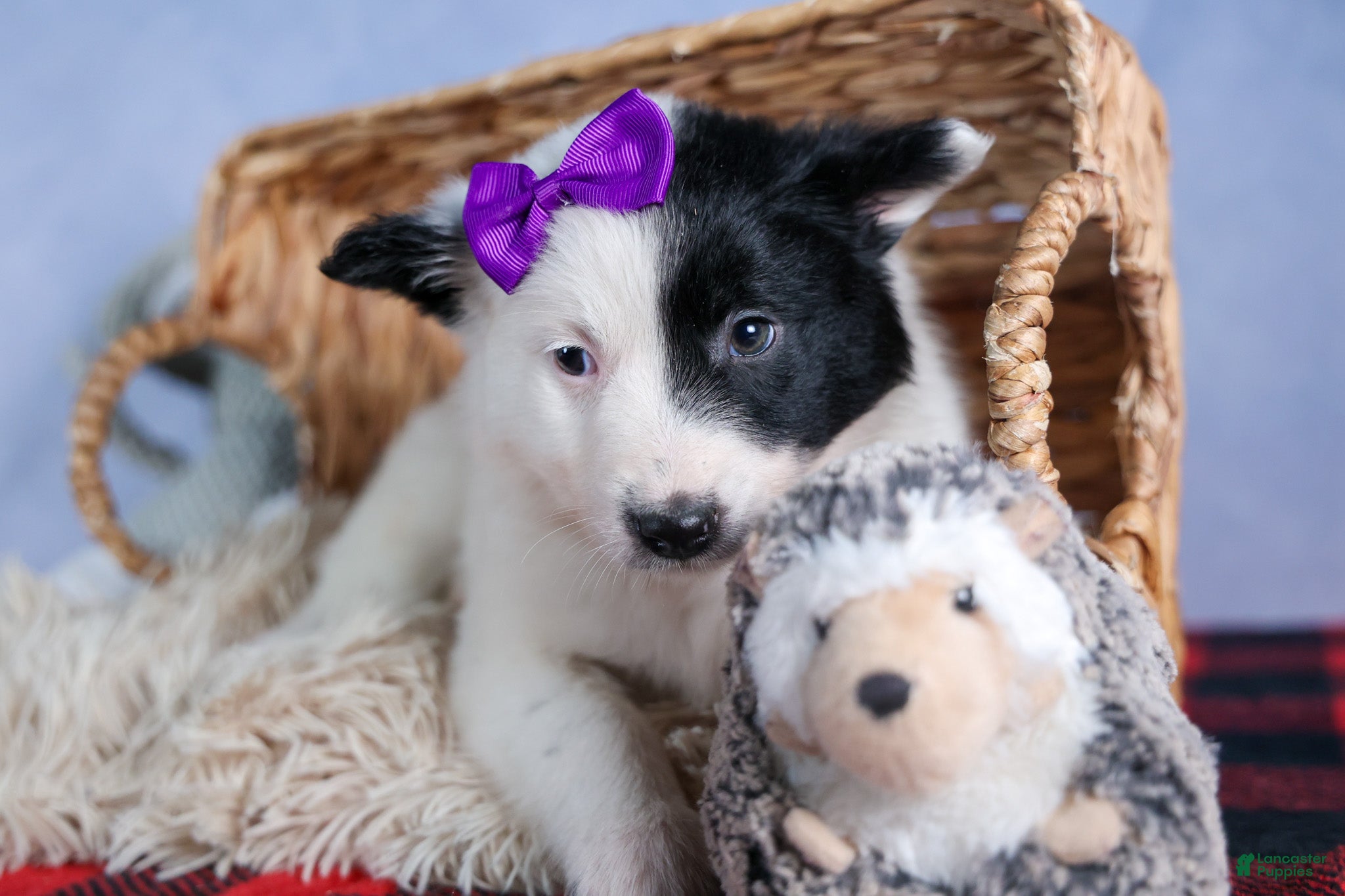 Mixed Breed dogs DAISY - Ad 2