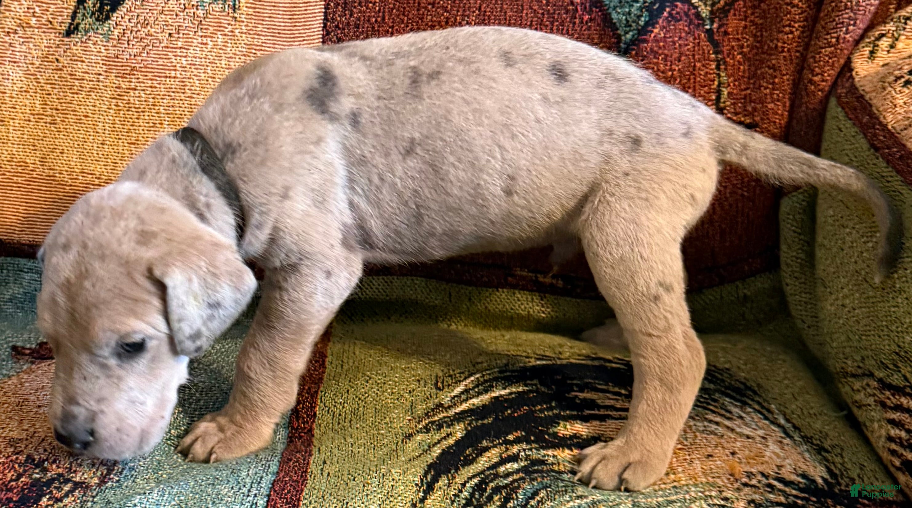 Great Dane dogs Black - Ad 22