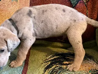 Great Dane dogs Black - Ad 35