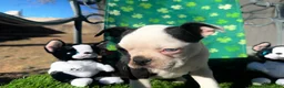 Boston Terrier dogs for sale: Boston Terrier Puppy 2 - Ad 2