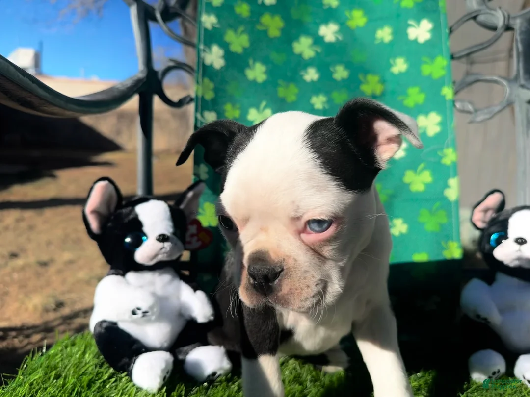 Boston Terrier dogs for sale: Boston Terrier Puppy 2 - Ad 2