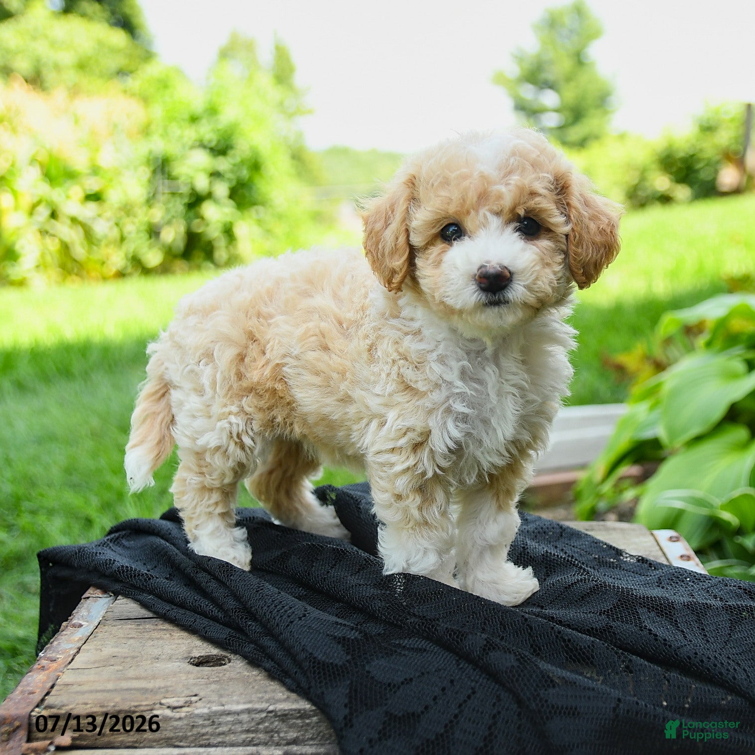 Bichpoo dogs Henley - Ad 1