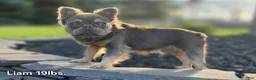 French Bulldog dogs for sale: Maples - Ad 10