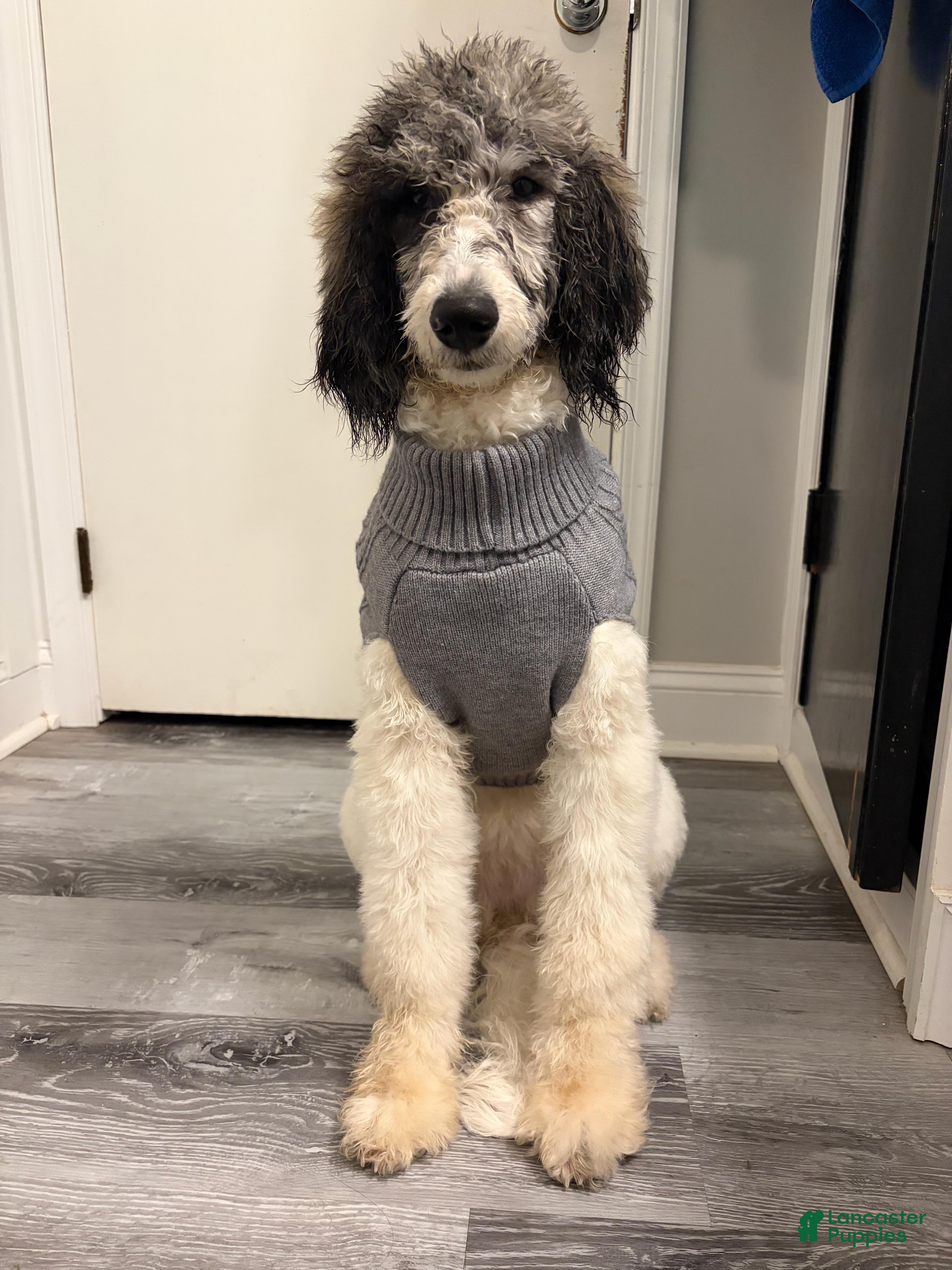 Standard Poodle dogs Standard Poodle Maia - Ad 42