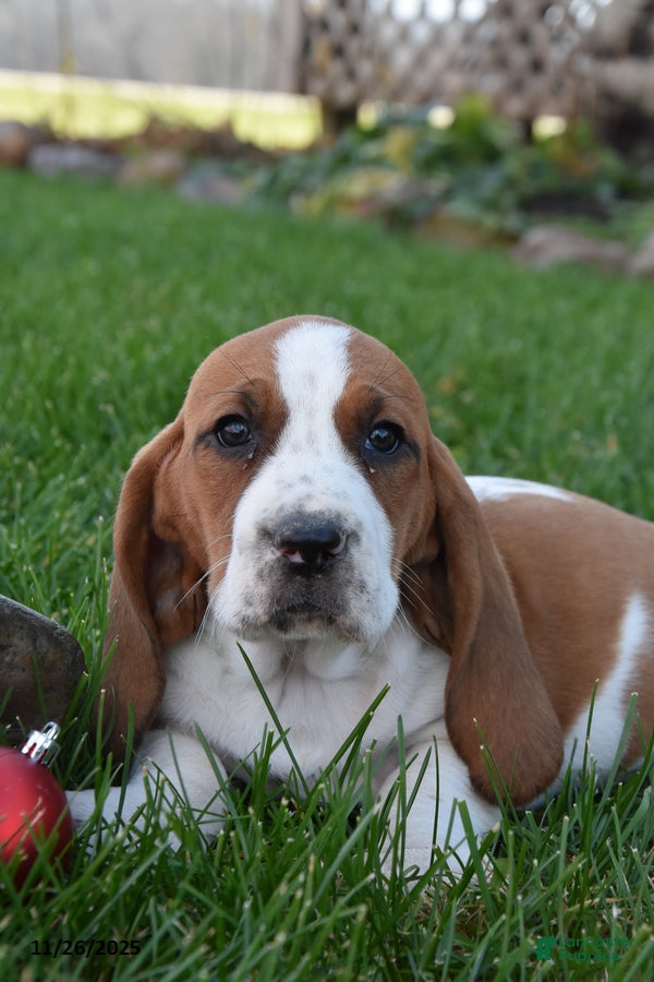 Basset Hound dogs Precious - Ad 8