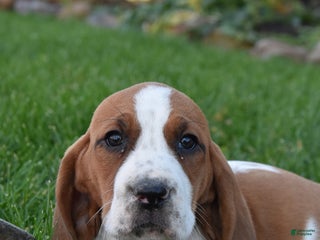 Basset Hound dogs Precious - Ad 14