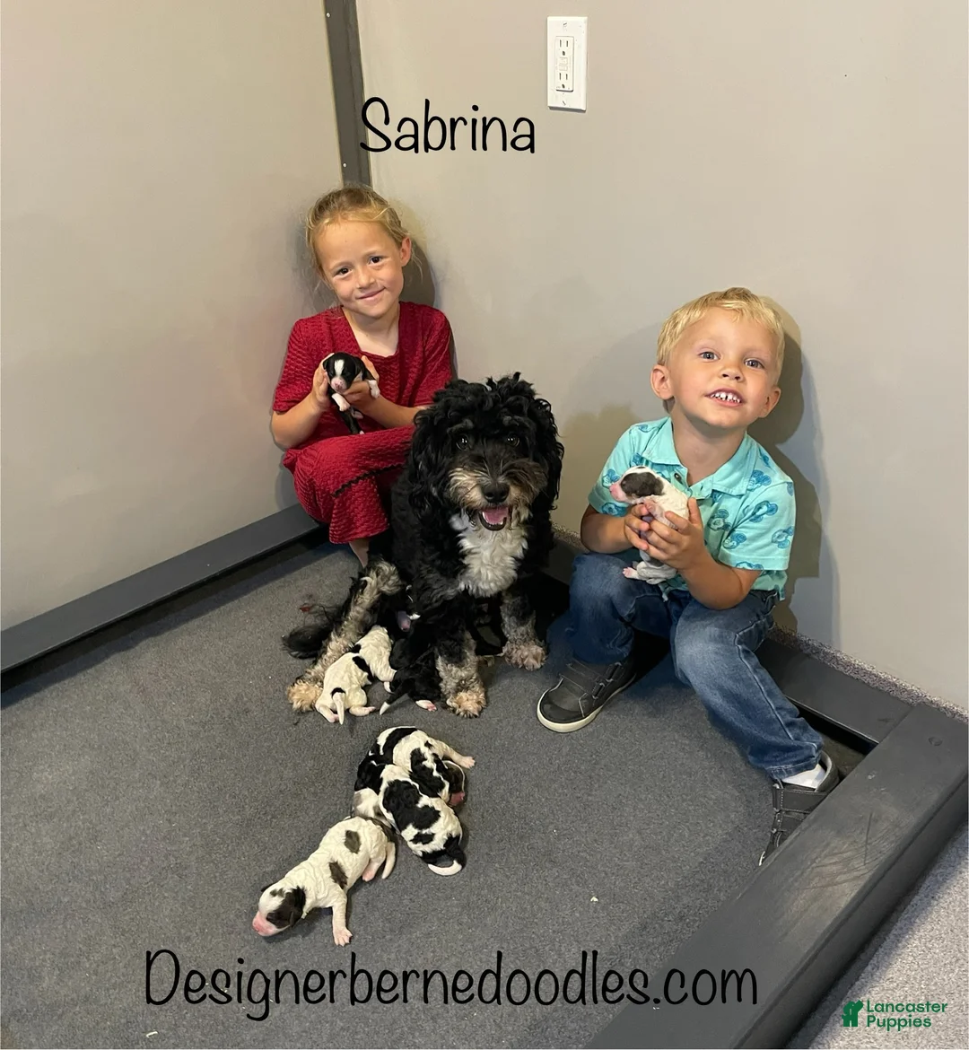 Mini Bernedoodle dogs for sale: Calvin Tiny/Toy - Ad 6
