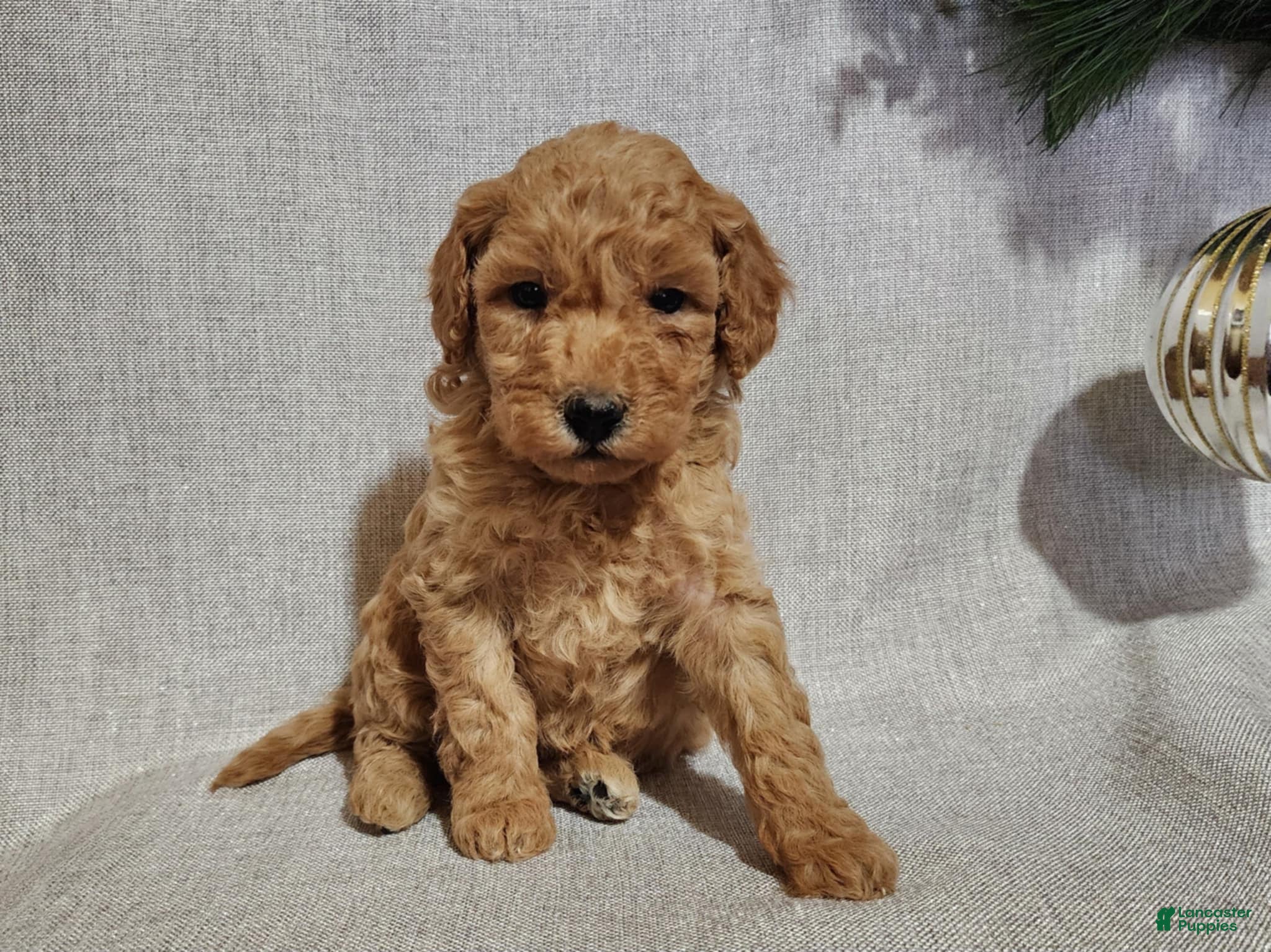 Mini Goldendoodle dogs Indy - Ad 24