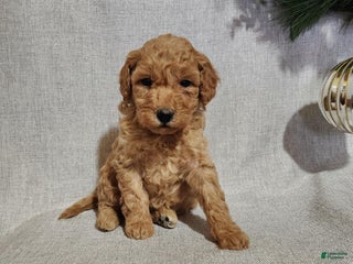 Mini Goldendoodle dogs Indy - Ad 9