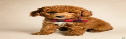 Mini Goldendoodle dogs for sale: S'More - Deep Red S’more – Petite Mini Goldendoodle – Gorgeous Coloring - Ad 3