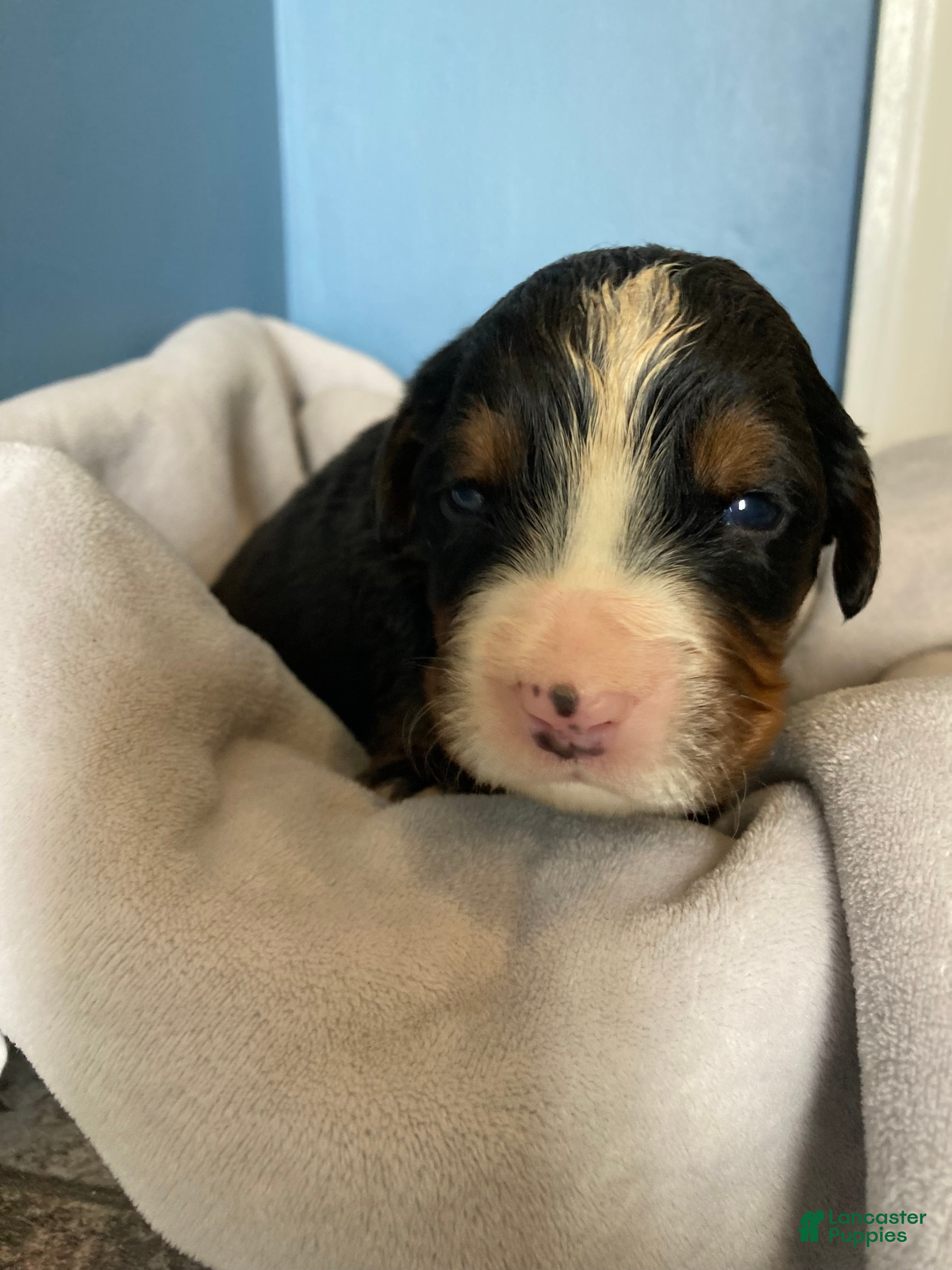 Bernese Mountain Dog dogs Jerry - Ad 2