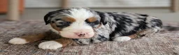 Bernedoodle dogs for sale: Shiloh  - Ad 6