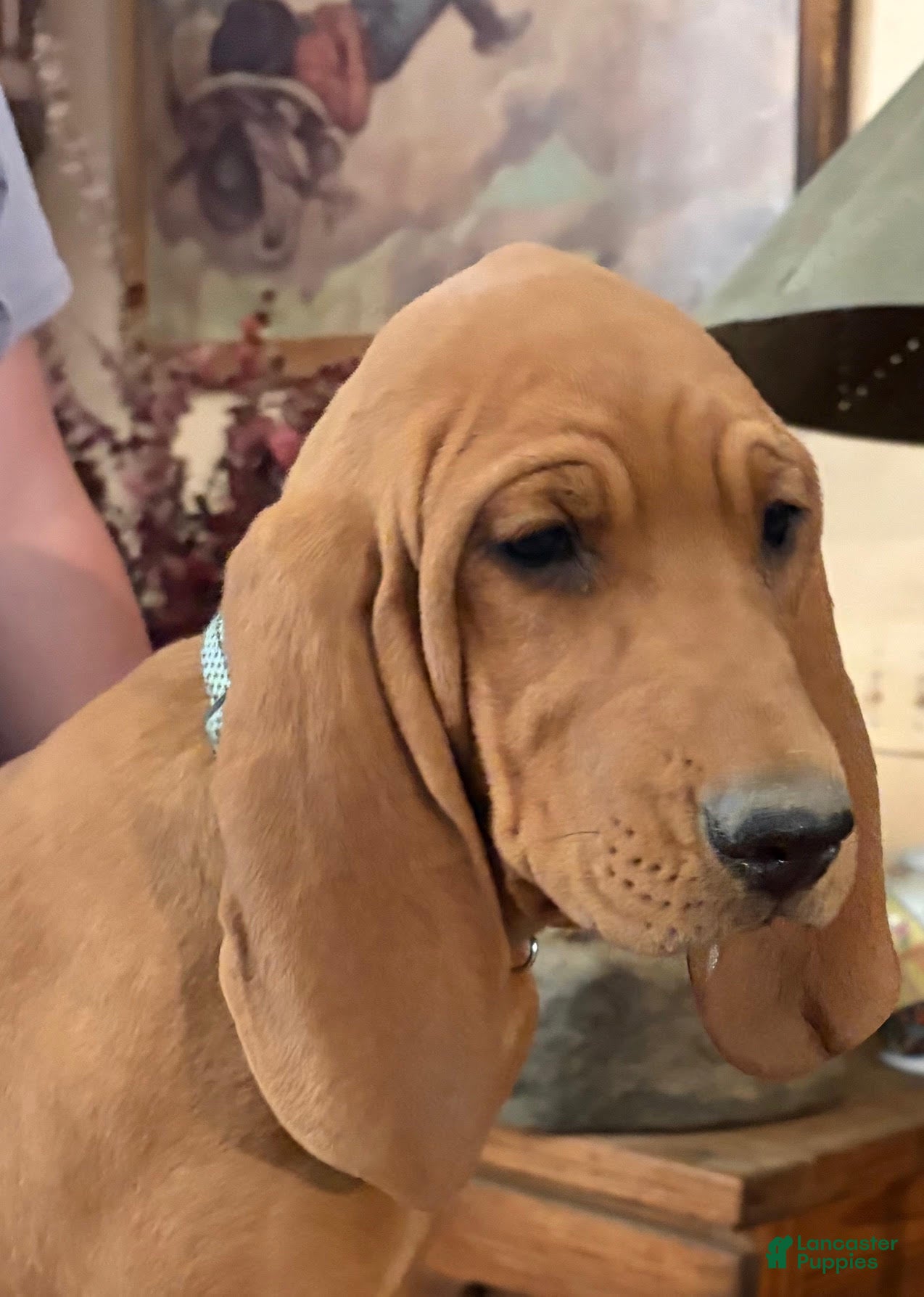 Redbone Coonhound dogs Maizey - Ad 2