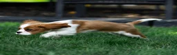 Cavalier King Charles Spaniel dogs for sale: Arlan Cavalier King Charles Spaniel Puppy  - Ad 13