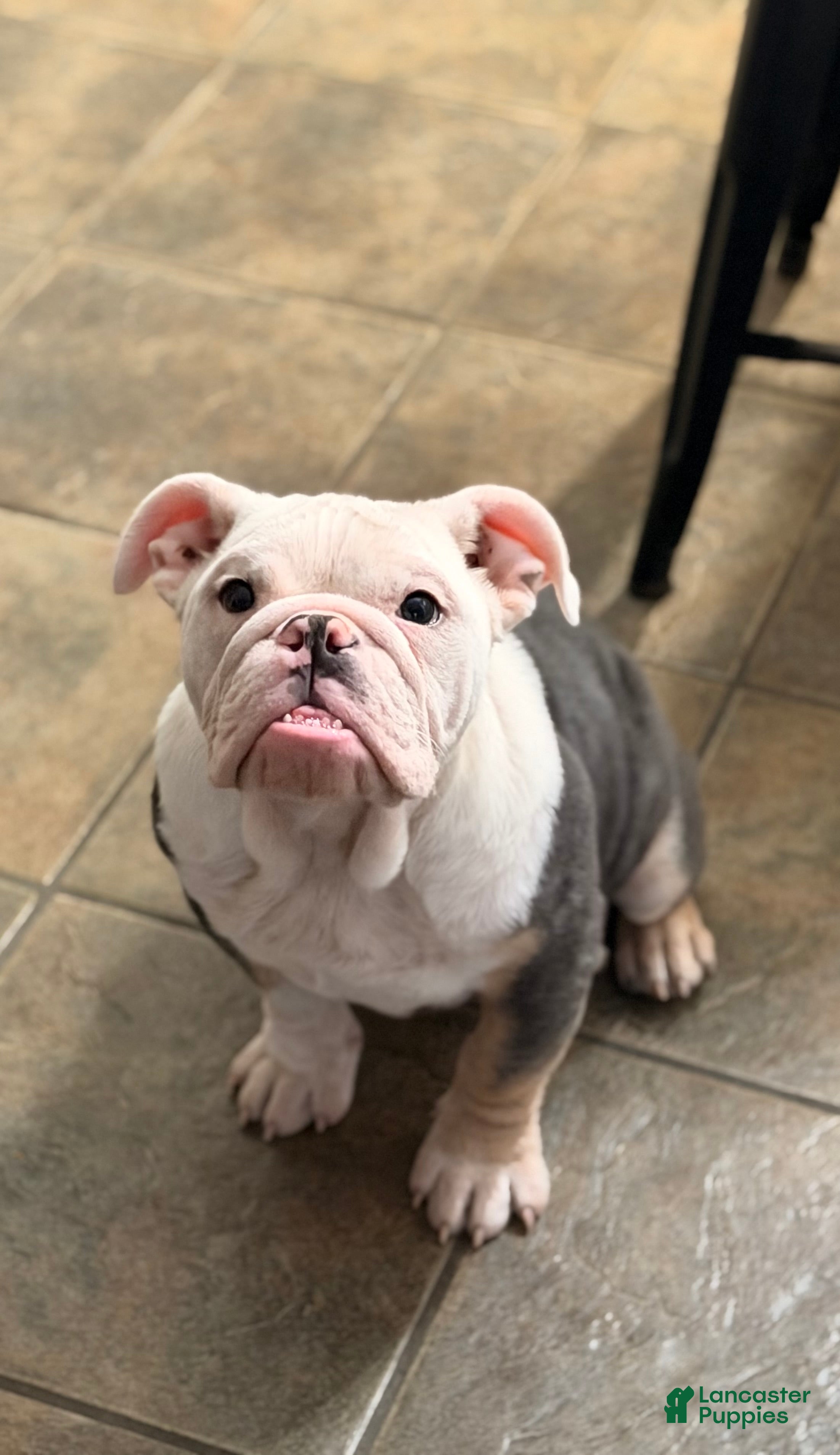 English Bulldog dogs Banksy - Ad 10