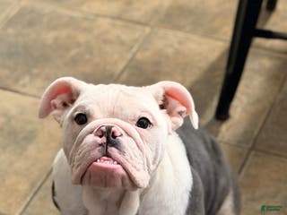 English Bulldog dogs Banksy - Ad 31