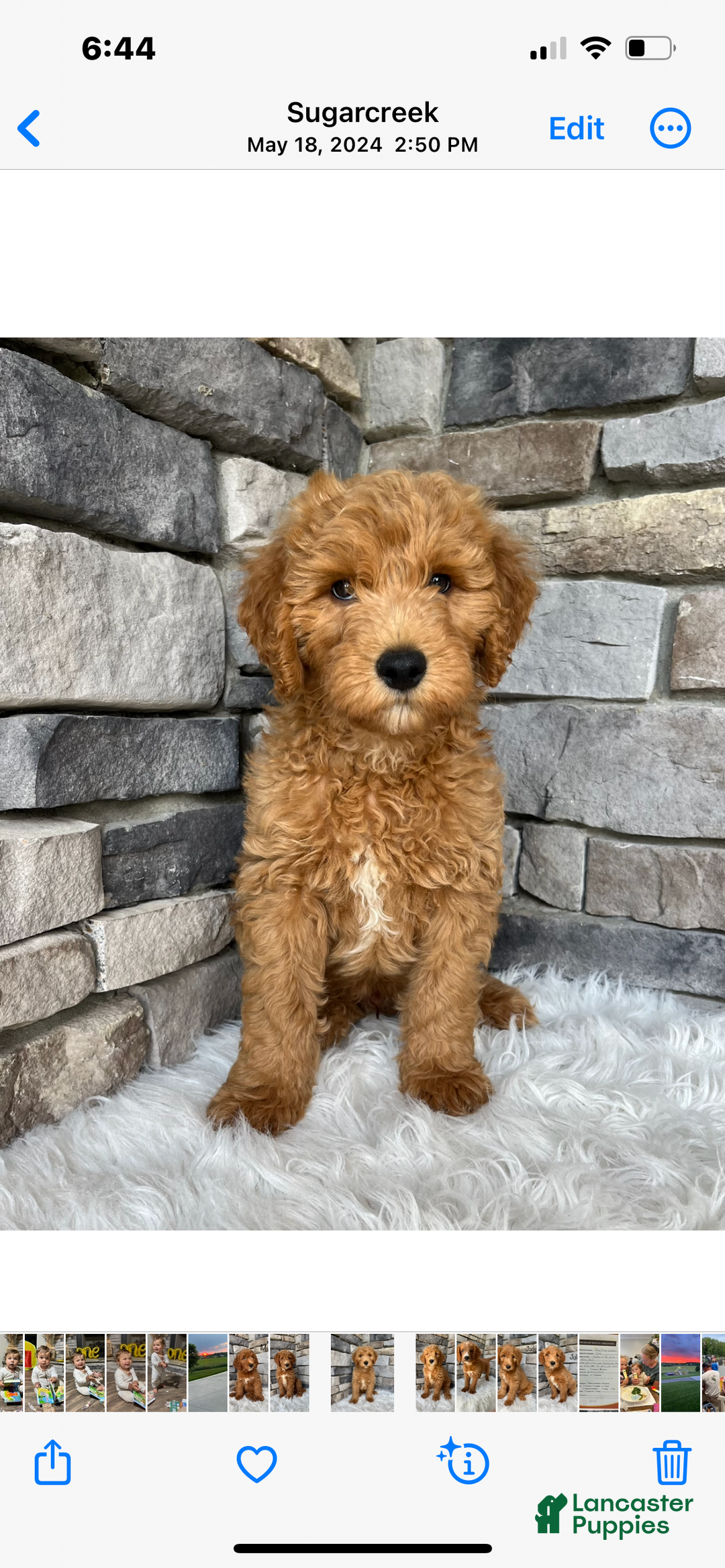 Mini Goldendoodle dogs for sale: Darcy  - Ad 7