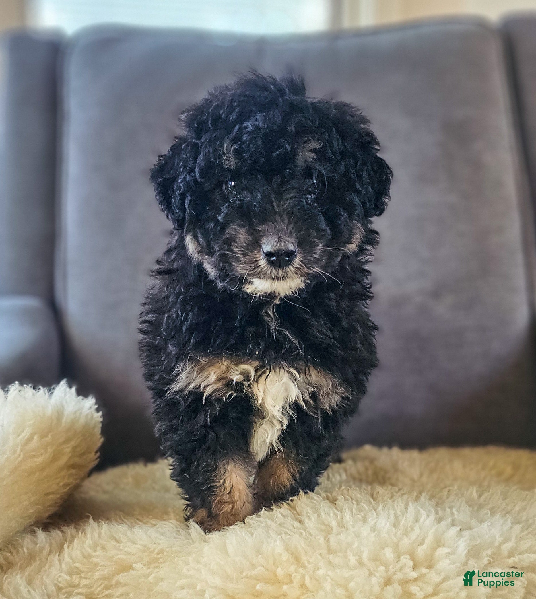 Mini Bernedoodle dogs Natalie  - Ad 2
