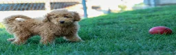 Mini Goldendoodle dogs for sale: MAX - Ad 9