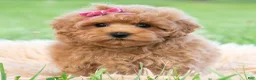 Maltipoo dogs for sale: Maisie - Ad 2