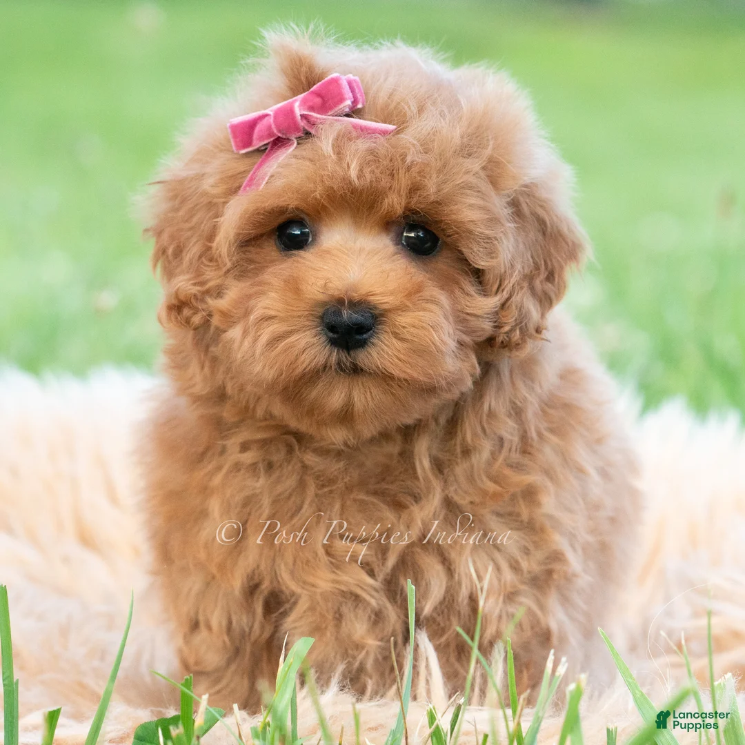 Maltipoo dogs for sale: Maisie - Ad 2