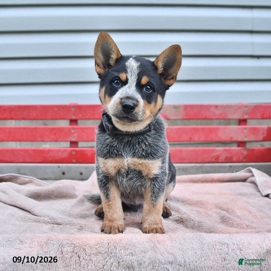 Australian Cattle Dog dogs Blackie  - Ad 1
