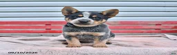 Australian Cattle Dog dogs for sale: Blackie  - Ad 1