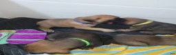 Mixed Breed dogs for sale: Mixed Breed 2 - Ad 7