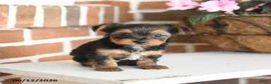 Buddy