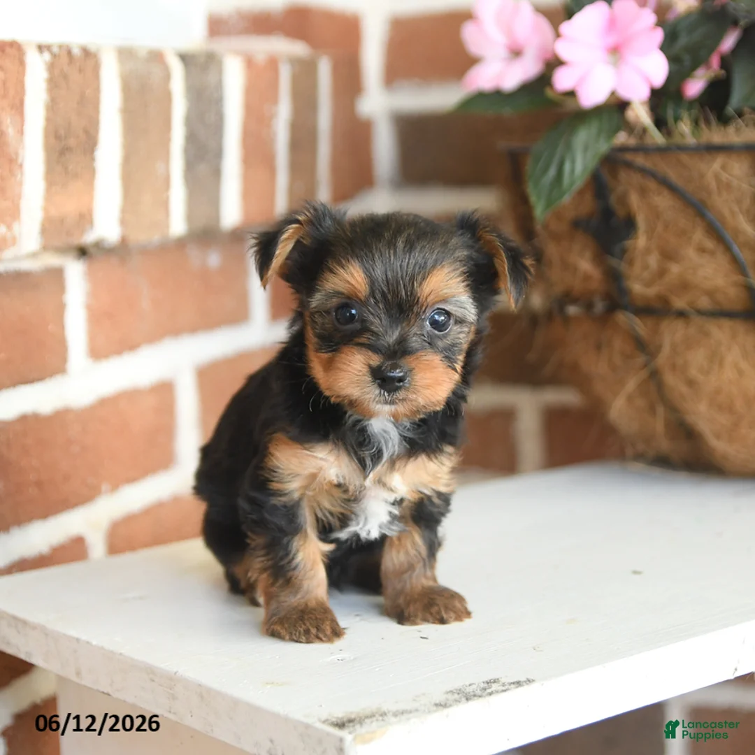 Yorkshire Terrier dogs for sale: Buddy - Ad 1