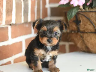 Yorkshire Terrier dogs for sale: Buddy - Ad 1