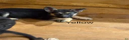German Shepherd dogs for sale: Yellow - Ad 3