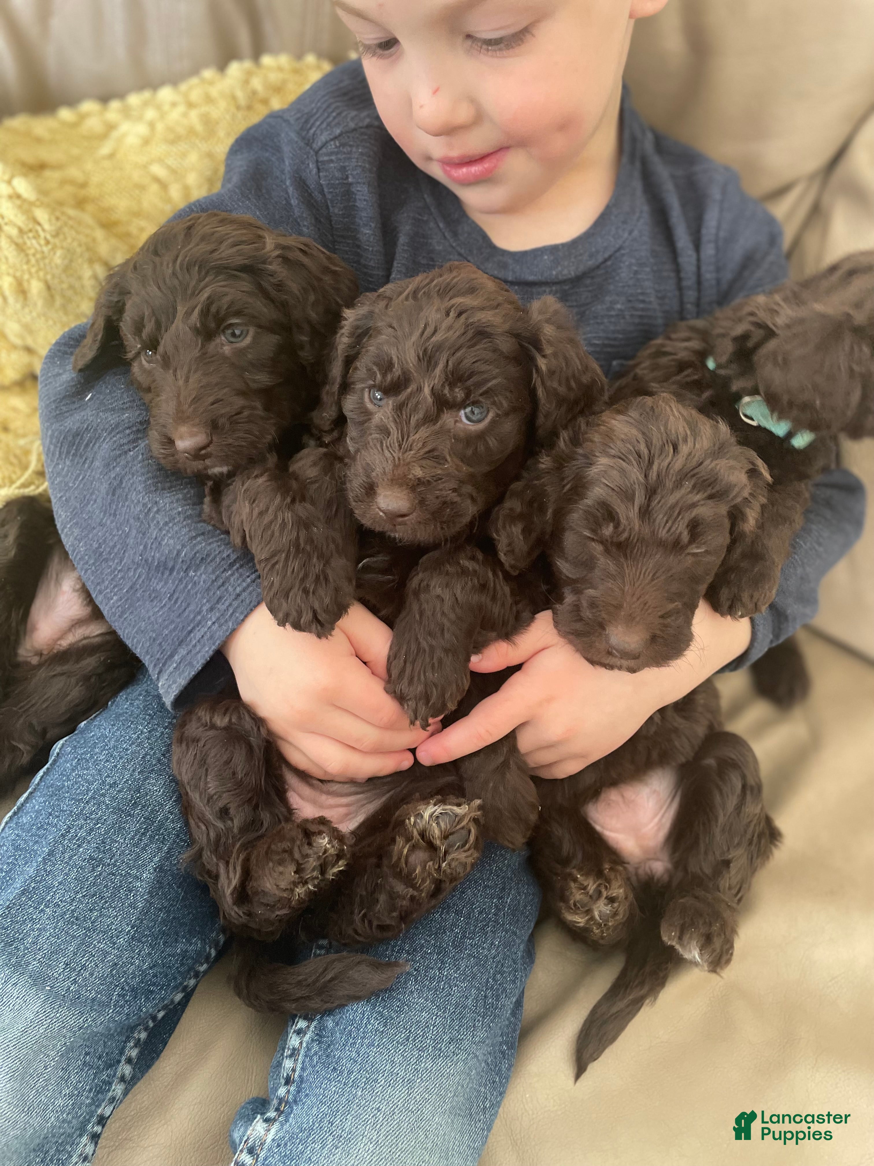 Goldendoodle dogs Ms orange - Ad 25