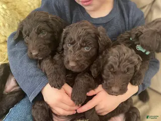 Goldendoodle dogs Ms orange - Ad 25