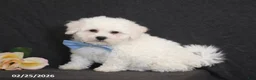 Bichon Frise dogs for sale: Ben - Ad 4